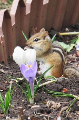 do chipmunks eat flowers