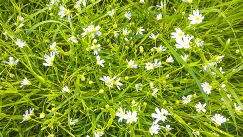 what are the little white flowers in my grass