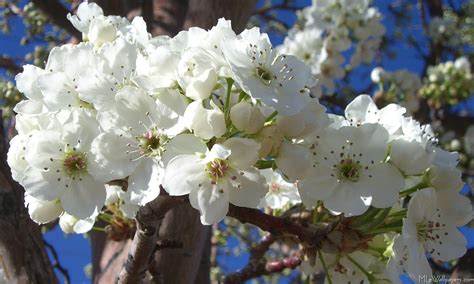 What Kind of Tree Has White Flowers: A Delve into the Mystery